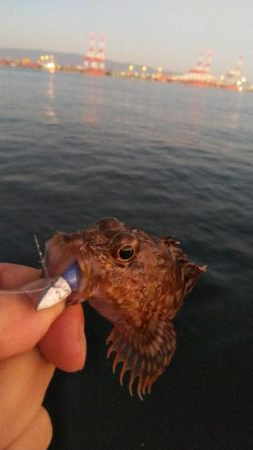 ガシラ20  フグ1