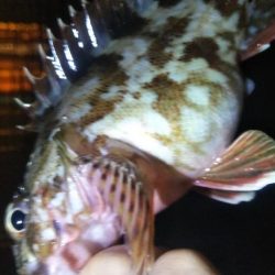 ガシラ12 アジ1 サバ1