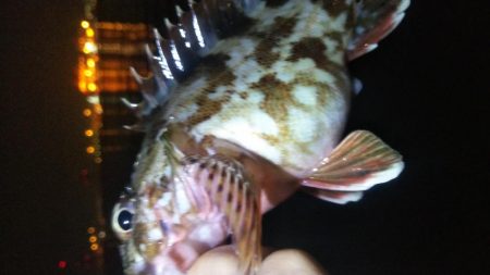 ガシラ12 アジ1 サバ1