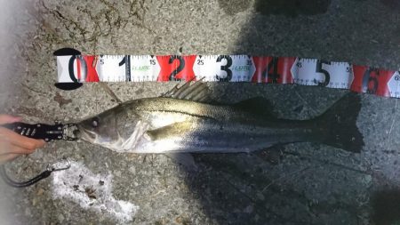 秋のハイシーズン