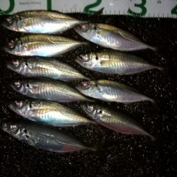 サクッと夜中アジング