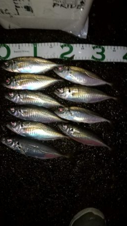 サクッと夜中アジング