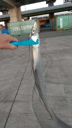 ショアジギでタチウオ!!