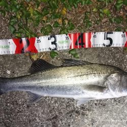 お試しのつもりが