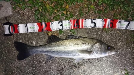 お試しのつもりが