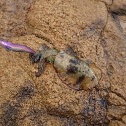 くやしいです( TДT)