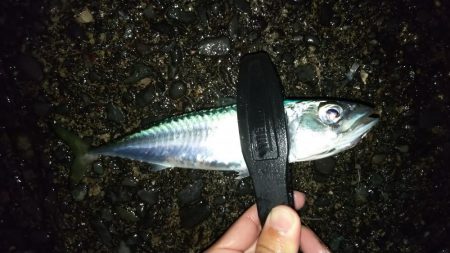 澄み潮を避けて