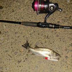 探そうぜ！シーバスボール！