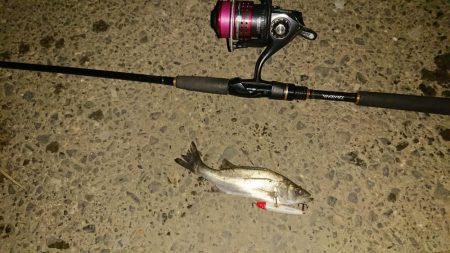 探そうぜ！シーバスボール！