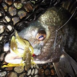 久しぶりのチニング