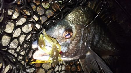 久しぶりのチニング