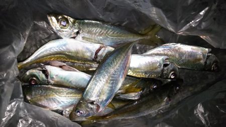 厳しいアジング