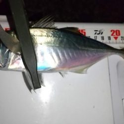 カマス入れ食い