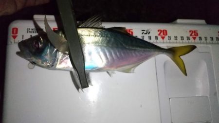 カマス入れ食い