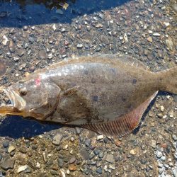 ショアジギング