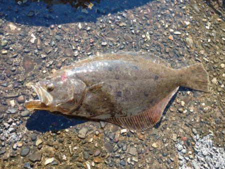 ショアジギング