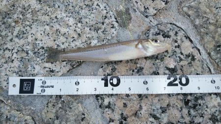 フグの猛攻にやられた