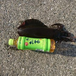 先週より当たりが少し少なかった。