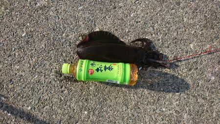 先週より当たりが少し少なかった。