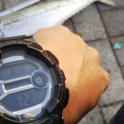 ぶらサゴシ！！