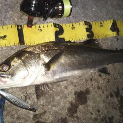 ぶらシーバス！！