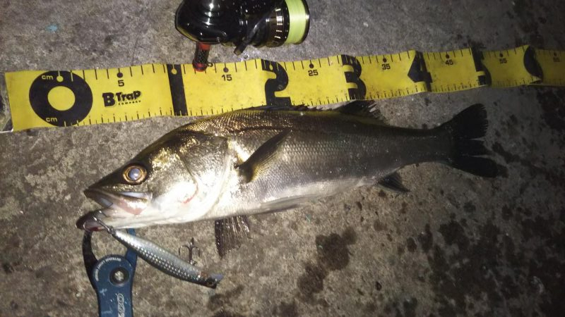 ぶらシーバス！！