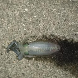 秋イカの当たりが