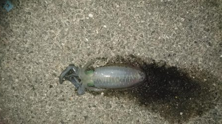 秋イカの当たりが