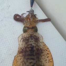 ボートエギング