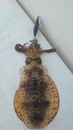 ボートエギング