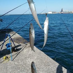 播磨新島のキスが久々に爆釣しました