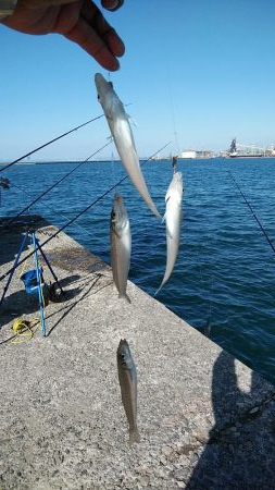 播磨新島のキスが久々に爆釣しました