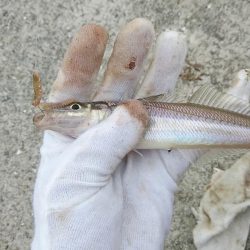 7時から江井ヶ島のキス調査