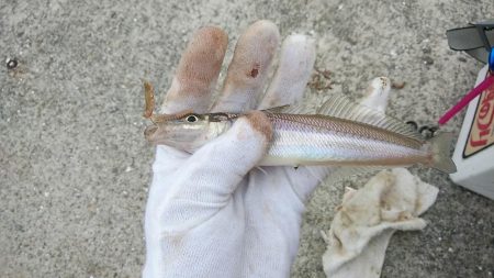 7時から江井ヶ島のキス調査