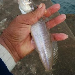 強風の江井ヶ島釣行