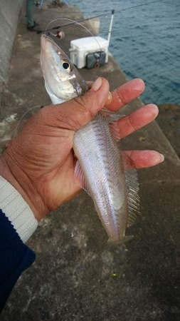強風の江井ヶ島釣行　