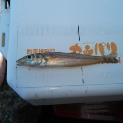 今年も不発の東二見西水路