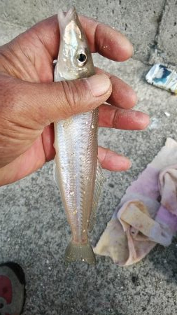 １４時から江井ヶ島のキス調査