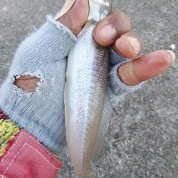 播磨新島調査後に江井ヶ島へキス釣行