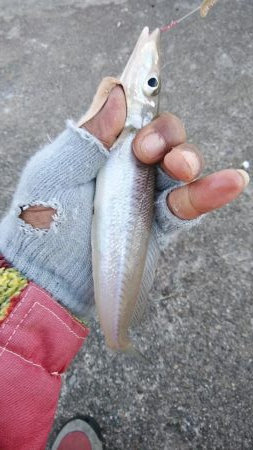 播磨新島調査後に江井ヶ島へキス釣行