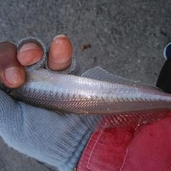 日没前の時合い狙い