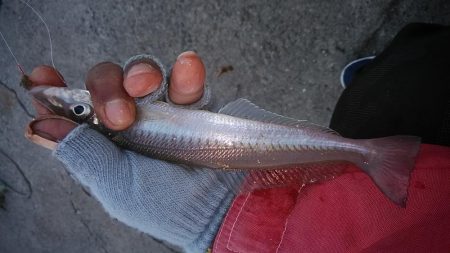 日没前の時合い狙い