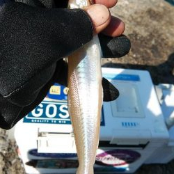 播磨新島のキス調査