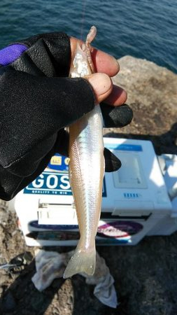 播磨新島のキス調査