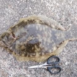 東二見白灯台波止へキス調査