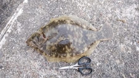 東二見白灯台波止へキス調査