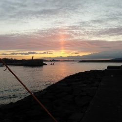 江井島のキス調査