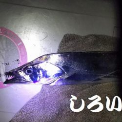 久しぶりのタチウオは厳しかった。