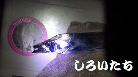 久しぶりのタチウオは厳しかった。