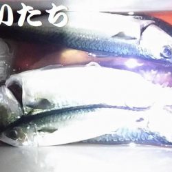 お刺身食べたい！まだいてる？！